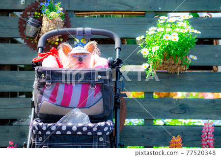 Funny Pictures 77520348