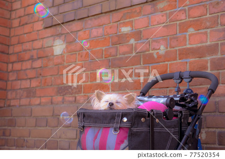 Dog and soap bubbles Dog and soap bubbles 77520354