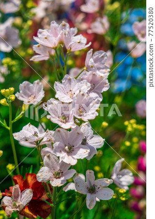  Flower garden 77520380