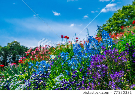  Flower garden 77520381