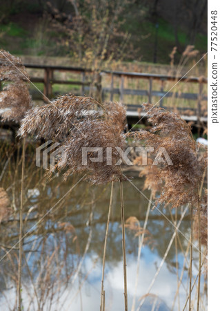 Dry ears of sedge near the river in the city park. Spring landscape. 77520448