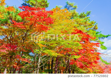 山梨縣南鶴地區山中湖村山中湖畔的秋葉 山梨縣南鶴地區山中湖村山中湖畔的秋葉 77520802