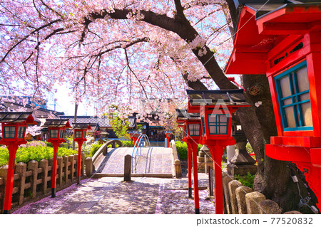 Cherry blossoms in full bloom at Rokusonno Shrine in Kyoto Cherry blossoms in full bloom at Rokusonno Shrine in Kyoto 77520832