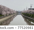 京都前川堤防 77520981