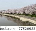 京都前川堤防 77520982