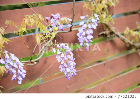 Wisteria flowers Wisteria flowers 77521023