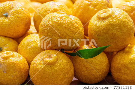 Yuzu harvested 77521158