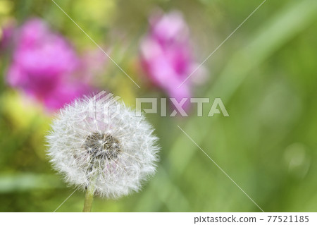 蒲公英的絨毛 蒲公英的絨毛 77521185