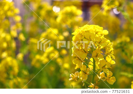 油菜花 油菜花田 黃油菜花 美麗的春天 油菜花 油菜花田 黃油菜花 美麗的春天 77521631