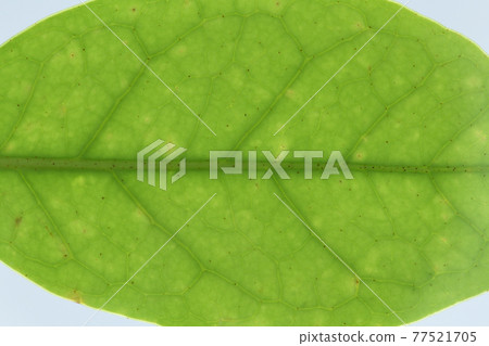 Leaves and veins of trees and distylium racemosum Leaves and veins of trees and distylium racemosum 77521705