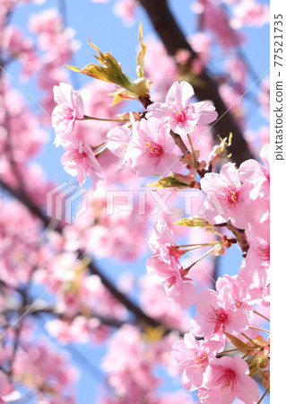 Sakura Sakura Cherry Blossoms Pink Pale Pastel Vivid Cute Beautiful Flowers Spring Full Bloom Cherry Blossom Viewing Sakura Sakura Cherry Blossoms Pink Pale Pastel Vivid Cute Beautiful Flowers Spring Full Bloom Cherry Blossom Viewing 77521735