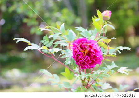 Button Flower Island Minister 77522015