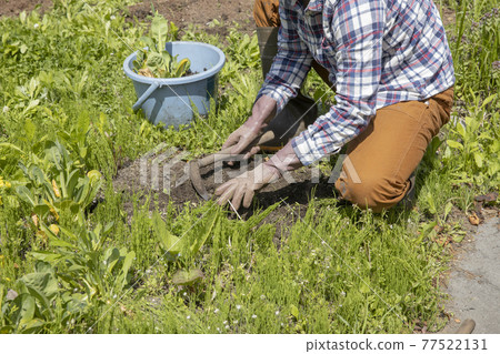 一個女人在田地裡除草 77522131