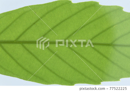Leaves and veins of trees and Quercus salicina (back white oak) Leaves and veins of trees and Quercus salicina (back white oak) 77522225