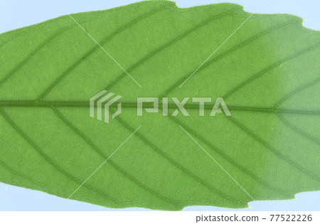 樹木的葉脈和水楊櫟（後白橡木） 77522226