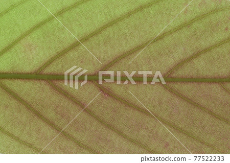 樹木的葉脈和水楊櫟（後白橡木） 77522233
