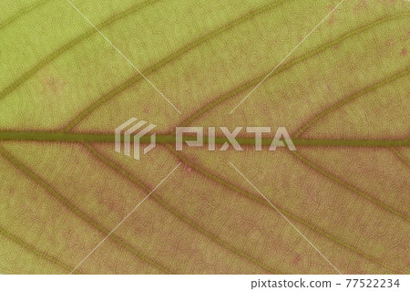 樹木的葉脈和水楊櫟（後白橡木） 77522234