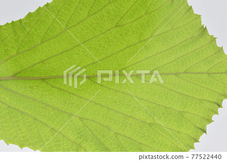 Leaves and veins of deciduous tree, viburnum (Viburnum dilatatum) Leaves and veins of deciduous tree, viburnum (Viburnum dilatatum) 77522440
