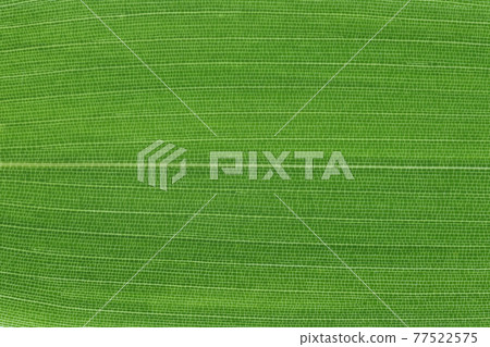 Bamboo companion, Yadake (Yatake) leaves and veins Bamboo companion, Yadake (Yatake) leaves and veins 77522575