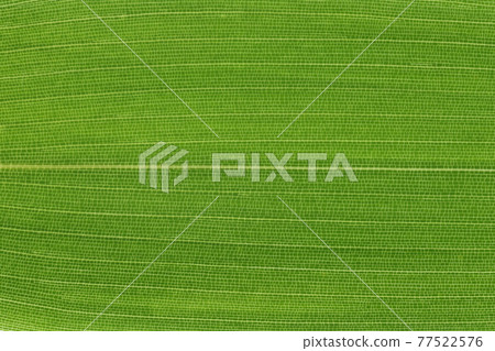 Bamboo companion, Yadake (Yatake) leaves and veins Bamboo companion, Yadake (Yatake) leaves and veins 77522576
