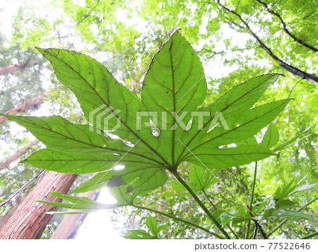 在紙廠的葉子後面 在紙廠的葉子後面 77522646