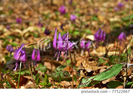 Flower pattern 77522667