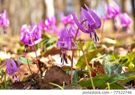 Flower pattern 77522746