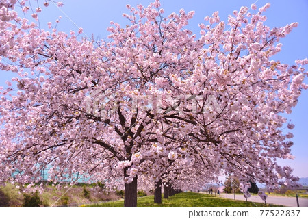 Yae Sakura in full bloom (Ichiyo) Yae Sakura in full bloom (Ichiyo) 77522837