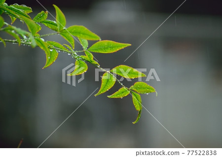 被雨淋濕的新鮮綠色 被雨淋濕的新鮮綠色 77522838