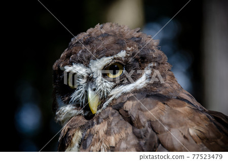 Spectacled owl Spectacled owl 77523479