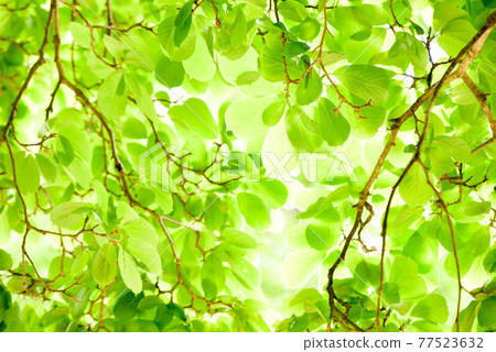 Fresh green eco Fresh green eco 77523632