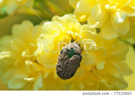 Mochikubara和Hanamuguri 77523665