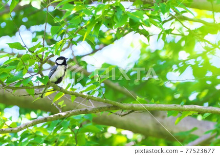 Fresh green and tits Fresh green and tits 77523677