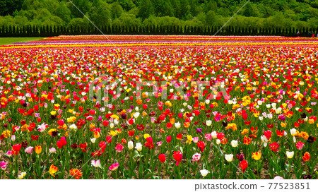 A very beautiful tulip field that blooms colorfully 77523851