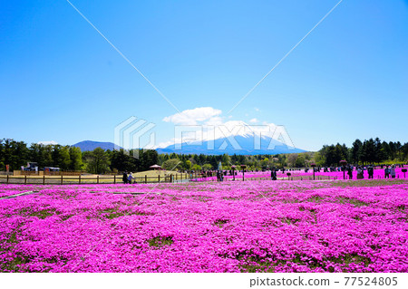 《Yamanashi Prefecture》 Sunny Fuji Shiba Cherry Blossom Festival 77524805