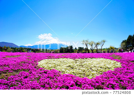 《山梨縣》晴天富士芝櫻花節 《山梨縣》晴天富士芝櫻花節 77524808
