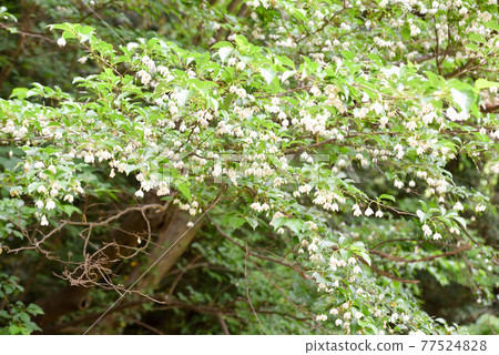 安息香花 安息香花 77524828
