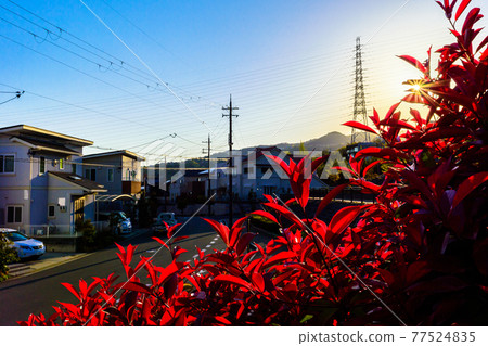 Red Robin dyed in the sunshine, April 19, Yamatedainishi, Takarazuka, Japan 77524835