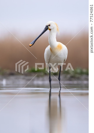 Eurasian spoonbill standing in wetland in vertical shot 77524861