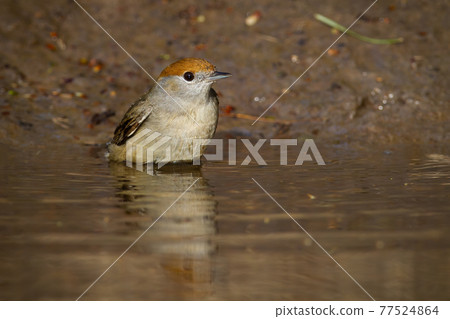 Female of eurasian blackcap bathing in water in summer 77524864