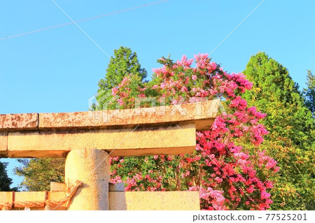 Shrine torii and pink crape myrtle flowers Shrine torii and pink crape myrtle flowers 77525201