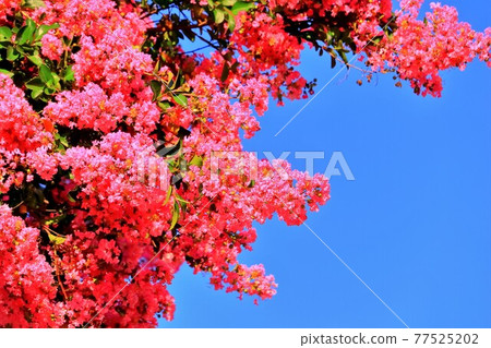 粉紅色的蔓越莓花 77525202