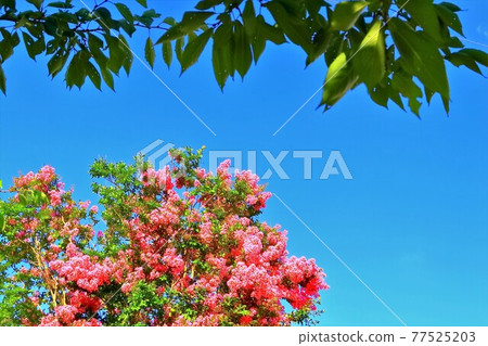 粉紅色的蔓越莓花 77525203