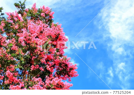 粉紅色的蔓越莓花 77525204