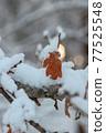 Oak tree branch in the snow. 77525548