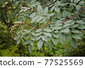 Wild rose bush branches. 77525569