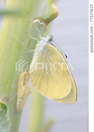 Emergence of monsieur root 77525625