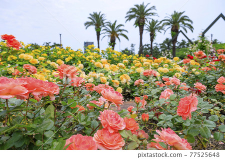 Roses in full bloom in Hamadera Park 77525648