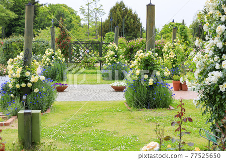 濱寺公園的玫瑰盛開 77525650