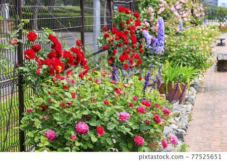 濱寺公園的玫瑰盛開 77525651